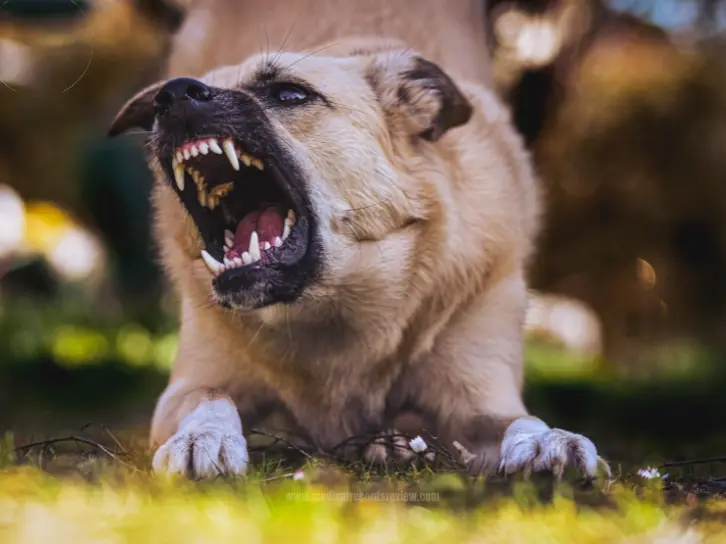 Expert medical records review helping attorneys analyze injuries and win complex dog bite personal injury cases effectively